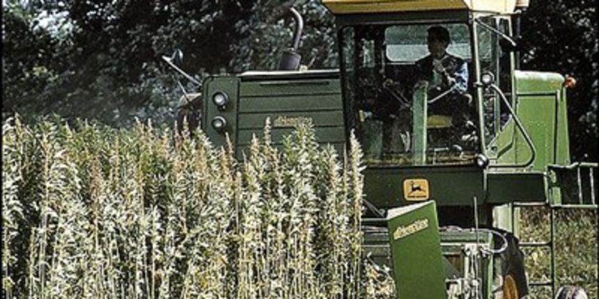 Uzgoj konoplje u Hrvatskoj, foto: tportal.hr