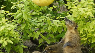 Zagreb, 080412.
U Zooloskom vrtu grada Zagreba neke od zivotinja tradicionalno su bile pocascene uskrsnim jajima. U sarenim pisanicama uzivali su lemuri, smedji kapucini, nosati rakuni, grivasti vukovi i ogrlicaste pekarije.
Na fotografiji: Nosati rakuni. Zagreb, 080412.
U Zooloskom vrtu grada Zagreba neke od zivotinja tradicionalno su bile pocascene uskrsnim jajima. U sarenim pisanicama uzivali su lemuri, smedji kapucini, nosati rakuni, grivasti vukovi i ogrlicaste pekarije.
Na fotografiji: Nosati rakuni.