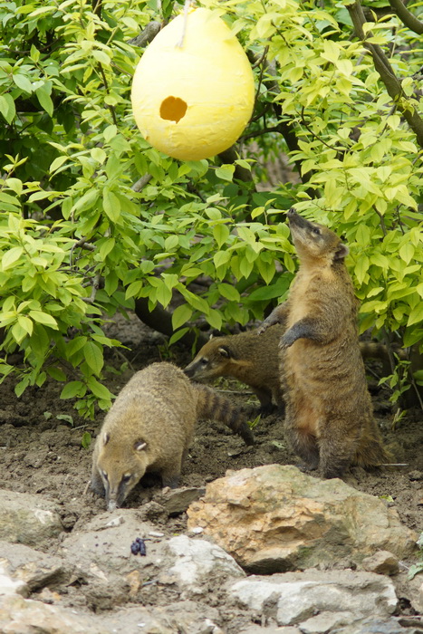 Zagreb, 080412.
U Zooloskom vrtu grada Zagreba neke od zivotinja tradicionalno su bile pocascene uskrsnim jajima. U sarenim pisanicama uzivali su lemuri, smedji kapucini, nosati rakuni, grivasti vukovi i ogrlicaste pekarije.
Na fotografiji: Nosati rakuni. Zagreb, 080412.
U Zooloskom vrtu grada Zagreba neke od zivotinja tradicionalno su bile pocascene uskrsnim jajima. U sarenim pisanicama uzivali su lemuri, smedji kapucini, nosati rakuni, grivasti vukovi i ogrlicaste pekarije.
Na fotografiji: Nosati rakuni.