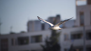 Zadarski galebovi (foto:Saša Čuka)