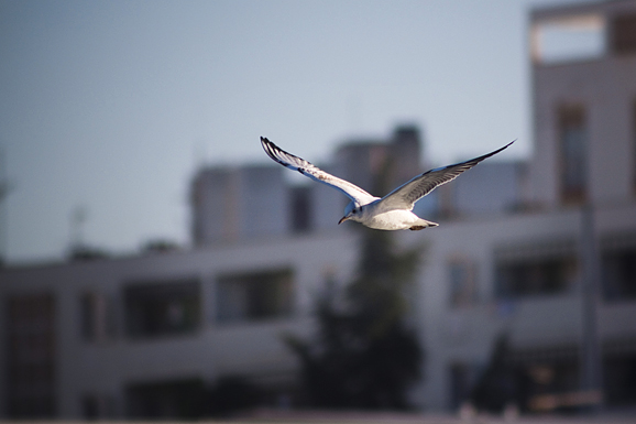 Zadarski galebovi (foto:Saša Čuka)