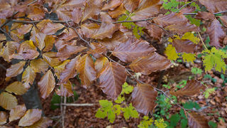 Lička jesen u znaku gljiva, Foto: Leo Banić