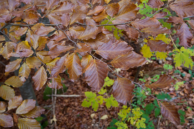 Lička jesen u znaku gljiva, Foto: Leo Banić