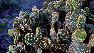 Iške crtice u objektivu Leonarda Kvarantana