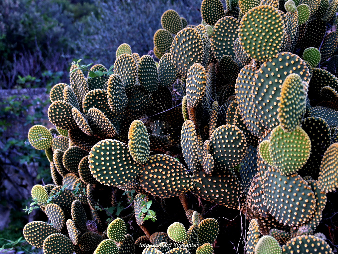 Iške crtice u objektivu Leonarda Kvarantana