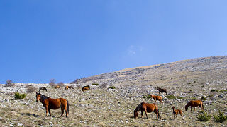 Divlji konji na Velebitu, foto: Leo Banić