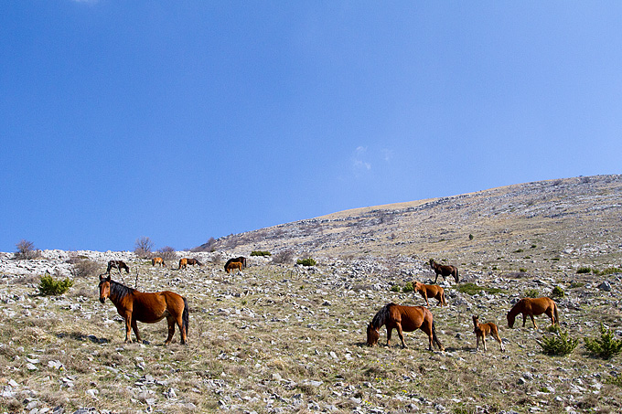 Divlji konji na Velebitu, foto: Leo Banić