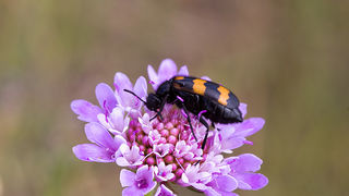 Cvijeće, bube, pauk, foto: Leo Banić