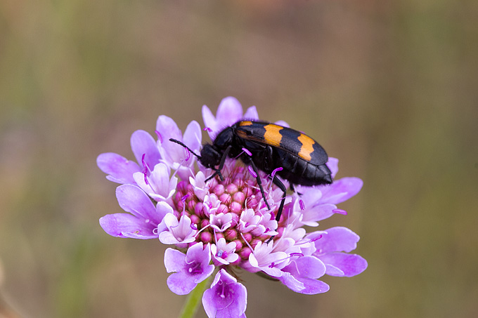 Cvijeće, bube, pauk, foto: Leo Banić