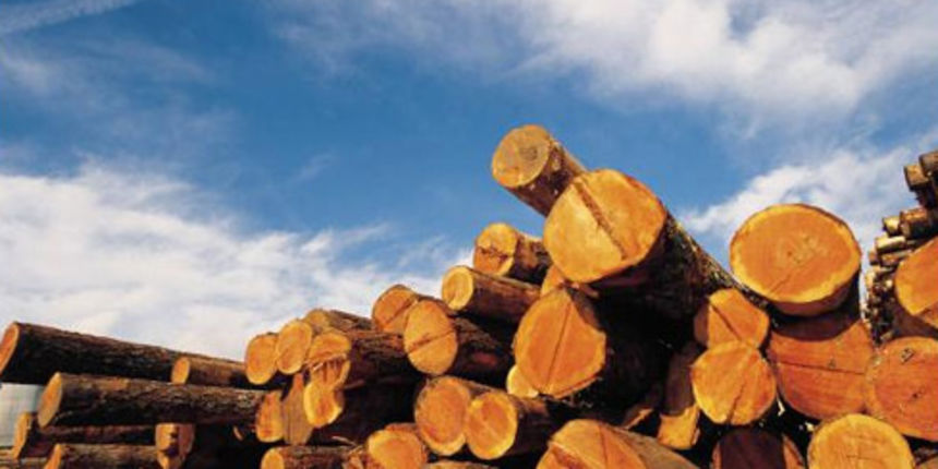 Drva, foto: slatina.hr Drva, foto: slatina.hr