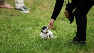 Zadar, 020513.  
Kamp na zadarskom predjelu Borik. 13. po redu medjunarodna izlozba pasa CACIB Zadar dog show 2013. 
Foto: Jure Miskovic / CROPIX