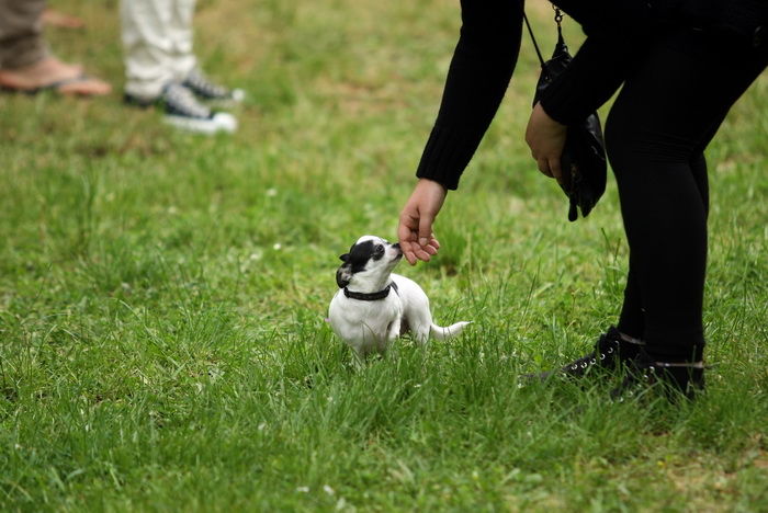 Zadar, 020513.  
Kamp na zadarskom predjelu Borik. 13. po redu medjunarodna izlozba pasa CACIB Zadar dog show 2013. 
Foto: Jure Miskovic / CROPIX