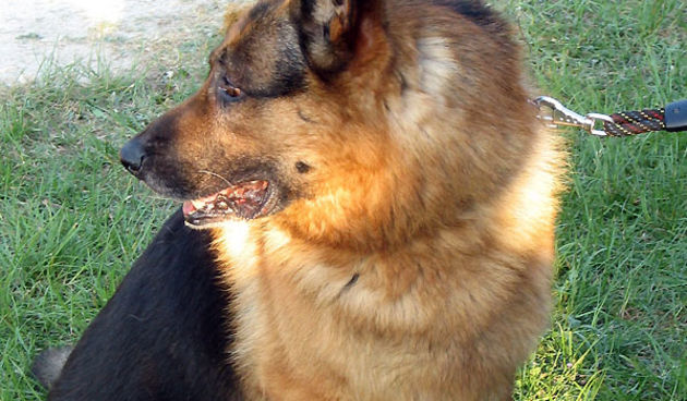 Njemački ovčar – službeni pas za traženje eksploziva