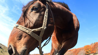 Đir do Zavižana, sjeverni Velebit, foto: Leo Banić