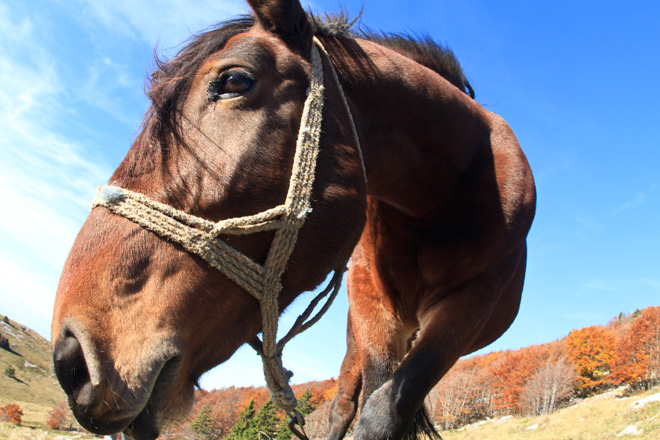 Đir do Zavižana, sjeverni Velebit, foto: Leo Banić