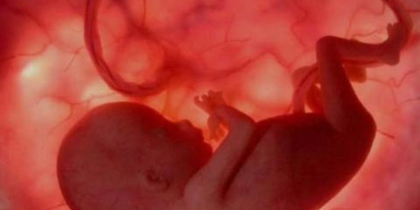Trudnoća, oplodnja, embrio, foto: peperonity.com