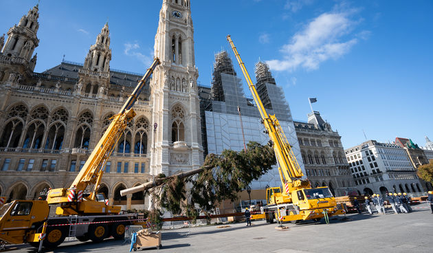 Postavljanje božićnog drvca u Beču