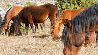 Velebitski divlji konji, Foto: Leo Banić