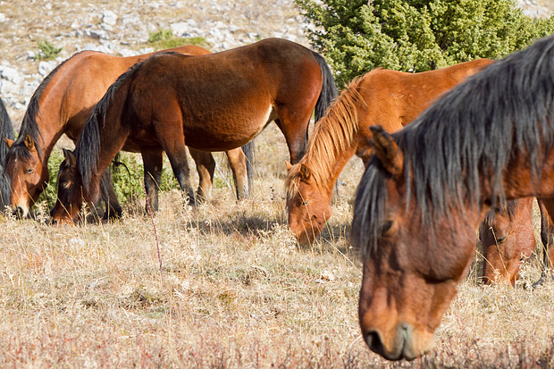 Velebitski divlji konji, Foto: Leo Banić