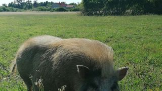 Libretići na snimanju spota u Ponylandu Libretići na snimanju spota u Ponylandu