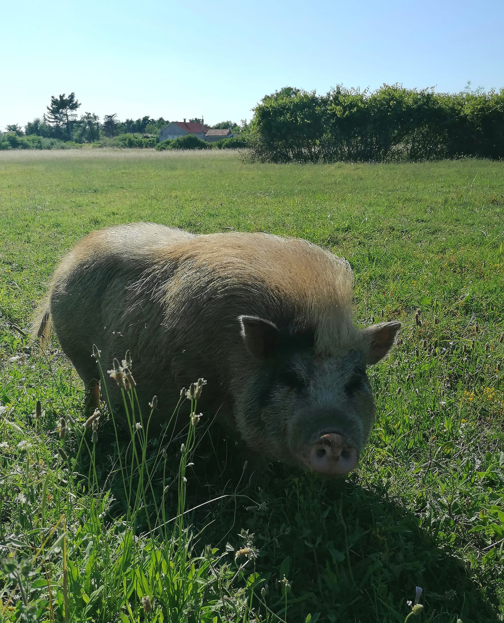 Libretići na snimanju spota u Ponylandu Libretići na snimanju spota u Ponylandu
