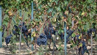 Vinogradi u Donjem polju kod Šibenika prepuni su zdravog crnog i bijeloga grozđa a ovih dana očekuju se i prve prve berbe. Photo: Hrvoje Jelavić/PIXSELL Vinogradi u Donjem polju kod Šibenika prepuni su zdravog crnog i bijeloga grozđa a ovih dana očekuju se i prve prve berbe. Photo: Hrvoje Jelavić/PIXSELL