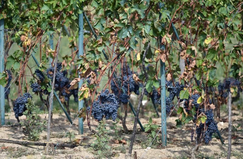 Vinogradi u Donjem polju kod Šibenika prepuni su zdravog crnog i bijeloga grozđa a ovih dana očekuju se i prve prve berbe. Photo: Hrvoje Jelavić/PIXSELL Vinogradi u Donjem polju kod Šibenika prepuni su zdravog crnog i bijeloga grozđa a ovih dana očekuju se i prve prve berbe. Photo: Hrvoje Jelavić/PIXSELL