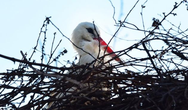 Roda Malena u Brodskom Varošu nestrpljivo čeka svog Klepetana. Photo: Ivica Galović/PIXSELL