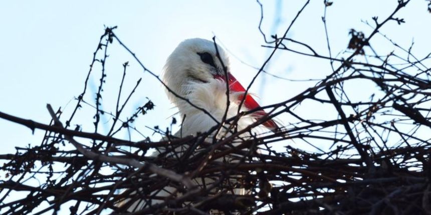 Roda Malena u Brodskom Varošu nestrpljivo čeka svog Klepetana. Photo: Ivica Galović/PIXSELL Roda Malena u Brodskom Varošu nestrpljivo čeka svog Klepetana. Photo: Ivica Galović/PIXSELL