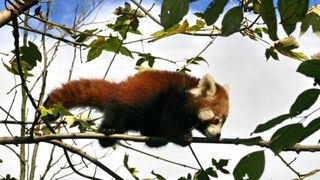 Bebe crvene pande u zagrebackom ZOO-u, Foto: ZOO Zagreb Bebe crvene pande u zagrebackom ZOO-u, Foto: ZOO Zagreb
