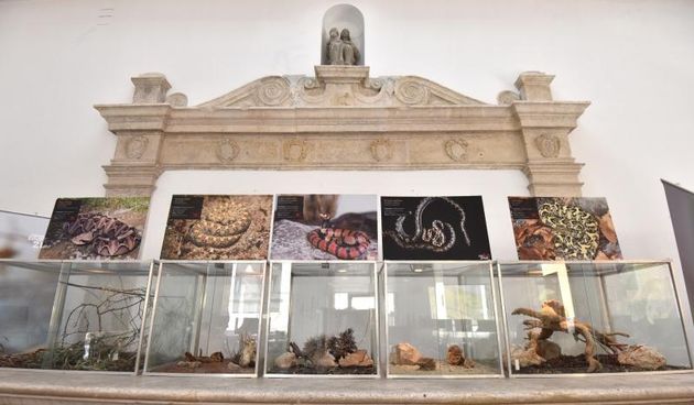 Izložba “Najotrovnije zmije svijeta” u Gradskoj loži