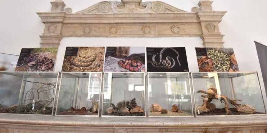 Izložba “Najotrovnije zmije svijeta” u Gradskoj loži Izložba “Najotrovnije zmije svijeta” u Gradskoj loži