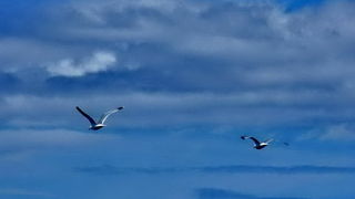 Zadarska regata 2014.  Foto: Leonard Kvarantan