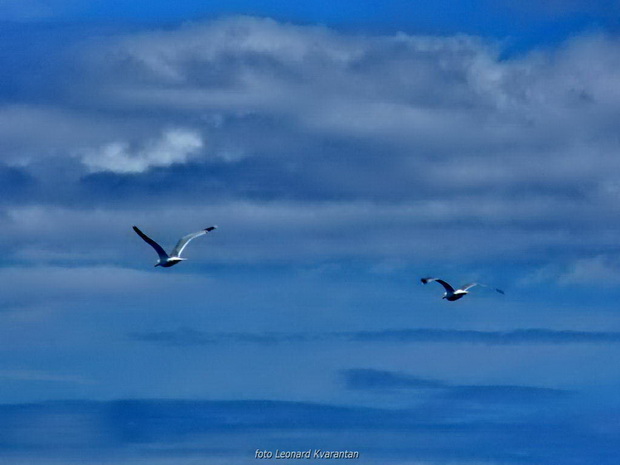 Zadarska regata 2014.  Foto: Leonard Kvarantan