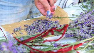 03.07.2013., Zadar – Na djecjem odjelu u dvoristu Gradske knjiznice Zadar djeca izradjuju strucke i jastucice od lavande. Radionicu vodi gospodja Jadranka Plantak. Photo: Zeljko Mrsic/PIXSELL 03.07.2013., Zadar – Na djecjem odjelu u dvoristu Gradske knjiznice Zadar djeca izradjuju strucke i jastucice od lavande. Radionicu vodi gospodja Jadranka Plantak. Photo: Zeljko Mrsic/PIXSELL