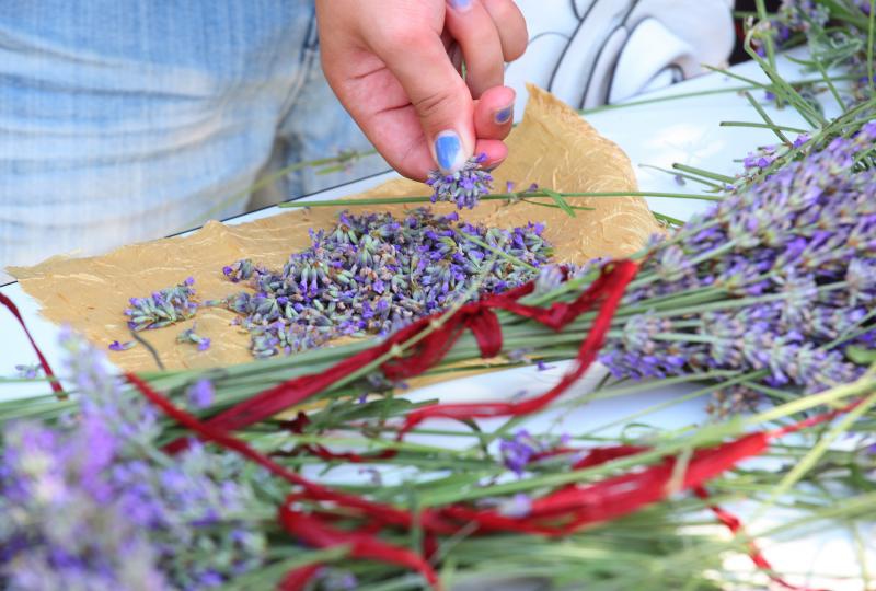 03.07.2013., Zadar – Na djecjem odjelu u dvoristu Gradske knjiznice Zadar djeca izradjuju strucke i jastucice od lavande. Radionicu vodi gospodja Jadranka Plantak. Photo: Zeljko Mrsic/PIXSELL 03.07.2013., Zadar – Na djecjem odjelu u dvoristu Gradske knjiznice Zadar djeca izradjuju strucke i jastucice od lavande. Radionicu vodi gospodja Jadranka Plantak. Photo: Zeljko Mrsic/PIXSELL