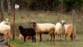 Image 1190435 (auto)