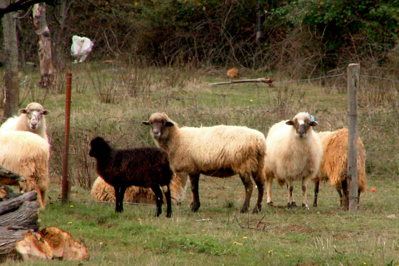 Image 1190435 (auto)