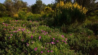 Nedjeljnja šetnja od Dikla do Pinije, Foto: Mladen Radolović Mrlja Nedjeljnja šetnja od Dikla do Pinije, Foto: Mladen Radolović Mrlja