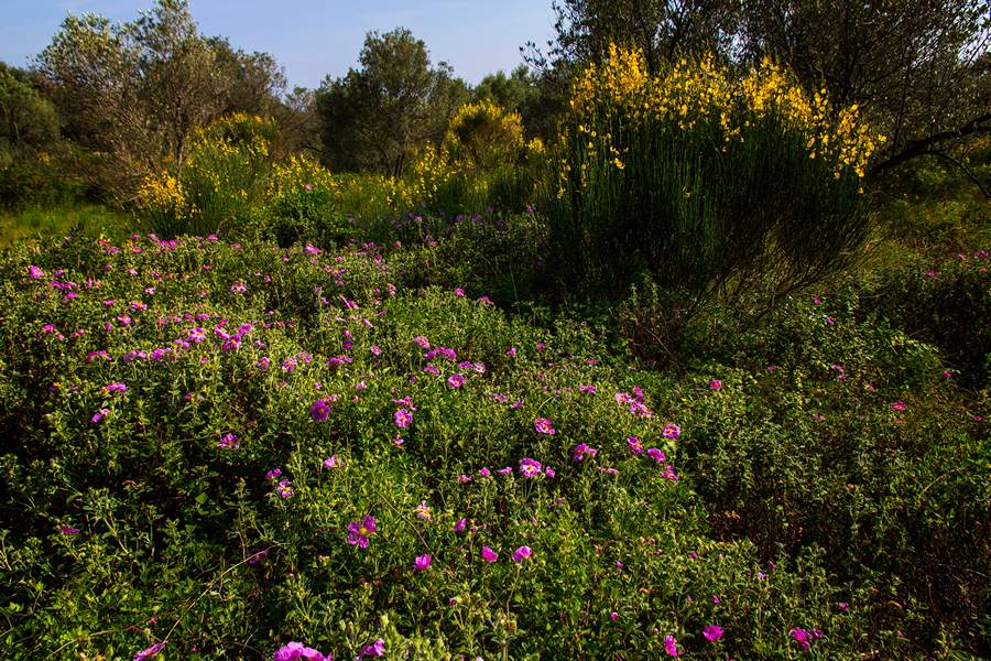 Nedjeljnja šetnja od Dikla do Pinije, Foto: Mladen Radolović Mrlja Nedjeljnja šetnja od Dikla do Pinije, Foto: Mladen Radolović Mrlja