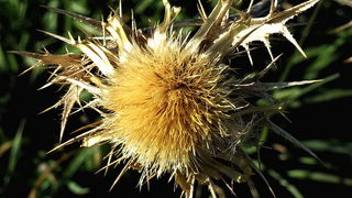 Đir po otoku Pagu – Šimuni, Foto: Leonard Kvarantan