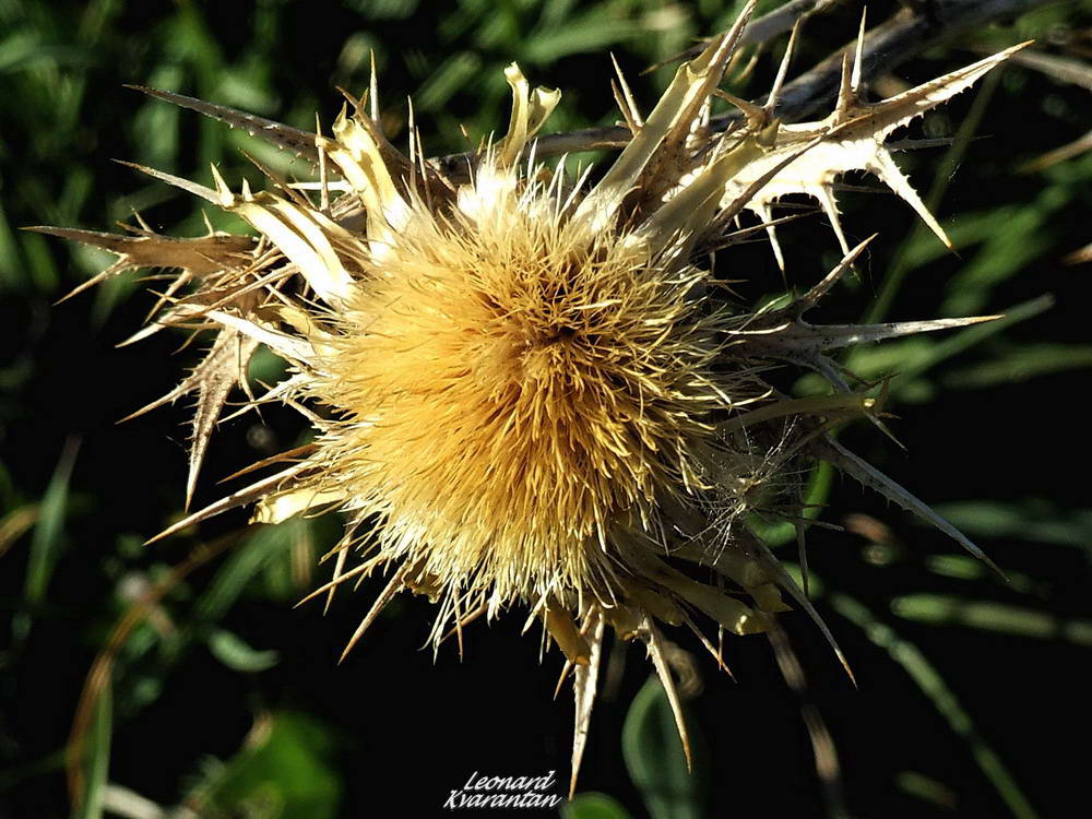 Đir po otoku Pagu – Šimuni, Foto: Leonard Kvarantan