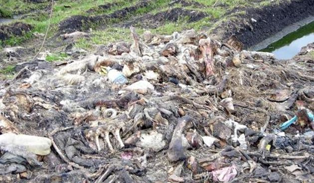 Klaonički otpad (Foto: posavskahrvatska.hr)