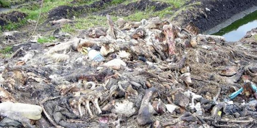 Klaonički otpad (Foto: posavskahrvatska.hr) Klaonički otpad (Foto: posavskahrvatska.hr)