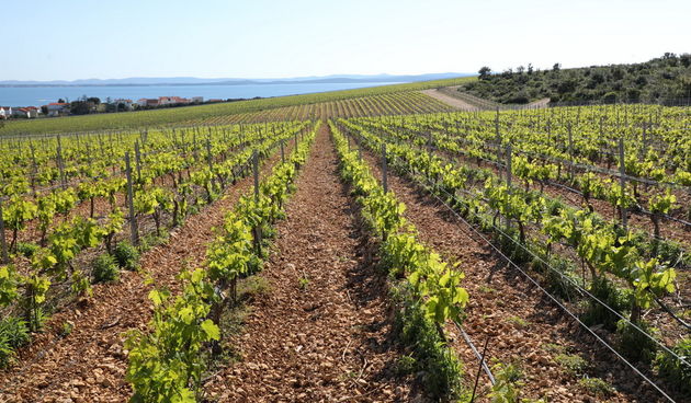 Eminentni svjetski stručnjaci vinske sorte Crljenak i novinari posjetili Kraljevske vinograde