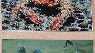 Otvorenje izložbe RK Roko, foto- L. Banić