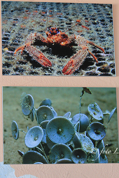 Otvorenje izložbe RK Roko, foto- L. Banić