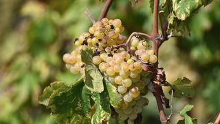 Vinogradi u Donjem polju kod Šibenika prepuni su zdravog crnog i bijeloga grozđa a ovih dana očekuju se i prve prve berbe. Photo: Hrvoje Jelavić/PIXSELL Vinogradi u Donjem polju kod Šibenika prepuni su zdravog crnog i bijeloga grozđa a ovih dana očekuju se i prve prve berbe. Photo: Hrvoje Jelavić/PIXSELL