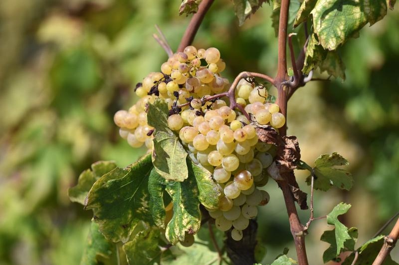 Vinogradi u Donjem polju kod Šibenika prepuni su zdravog crnog i bijeloga grozđa a ovih dana očekuju se i prve prve berbe. Photo: Hrvoje Jelavić/PIXSELL Vinogradi u Donjem polju kod Šibenika prepuni su zdravog crnog i bijeloga grozđa a ovih dana očekuju se i prve prve berbe. Photo: Hrvoje Jelavić/PIXSELL