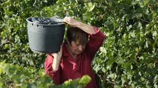 Drniš: Berba grožđa sa više od milijun čokota vinove loze, Photo: Duško Jaramaz/PIXSELL